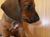 Miniature dachshund