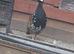 black francolin teetar