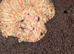 Large female strawberry albino