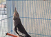Baby Cockatiels Ready Mid July