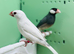 Java finches