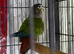 Baby Male conure Glasgow