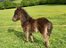 Tawna Murphy Show Quality Registered Miniature Colt Foal