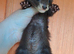 Part Angora kits
