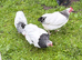 Light Sussex bantam