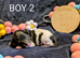 One stunning boy still available!