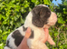 Outstanding cocker spaniel puppies