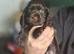 Show Cocker Spaniels