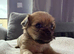 4 Gorgeous Shih Tzu boys available