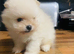 Ruassia pomeranian puppy