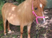Stunning Red Dun Shetland Mare For Sale