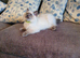 Beautiful GCCF Registered Blue Point Ragdoll Kitten.