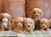 Beautiful F1b Health Tested Miniature Cavapoo Puppies