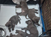 Silver Labrador pups