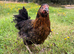 Burford Brown hens