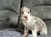 Championship Great Dane Pups