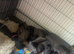 Labrador x Rottweiler pups