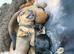 Miniature dachshunds - KC Registered