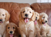 Stunning Health Tested Goldendoodle Puppies