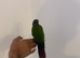 Stunning hand reared conure , very pleasant and friendly