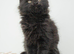 XL full Maine coon kittens - Ready now