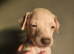 Beautiful KC Registered Italian Greyhound Puppies – 2 Girls Available
