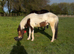 2yr old gelding