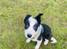 Beautiful boy pup