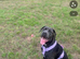 Cane corso cross presa canario