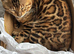 Pedigree Bengal Tiger