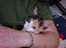Female kitten
