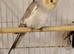 Cinnamon Cockatiel