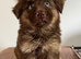 German Shepherd Puppies Liver & Tan Isabella & Tan