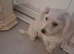 Maltesespitz  boy