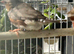 Triple orange finches