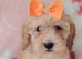 1 beautiful girl left Miniature cockapoo puppies