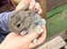 Mini lop babies