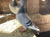 QUALITY RACING PIGEON
