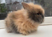 Purebred double maned lionheads