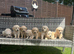 Golden retriever puppies