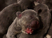 French bulldog puppies