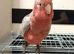 Hand reared baby Galah cockatoos DNA tested cages