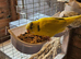 Pet Budgies