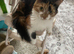 Two cats