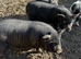 Kune Kune Weaners Ready To Leave Now. 6 Girls and 4 Boys. Low Price.