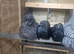 2 month old silkie cockrel