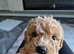 Gorgeous tiny maltipoo puppies