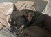 Blue and tan frenchie