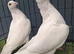 White busschaert Pigeon Pair