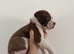 (READY IN ONE WEEK) American Bulldog puppies
